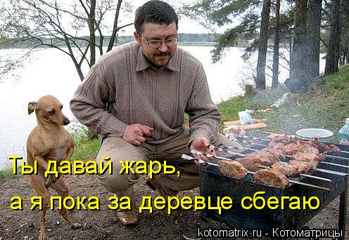 Котоматрица: Ты давай жарь, а я пока за деревце сбегаю