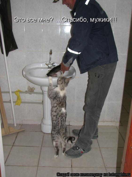 Котоматрица: Это все мне?  ...Спасибо, мужики!!!