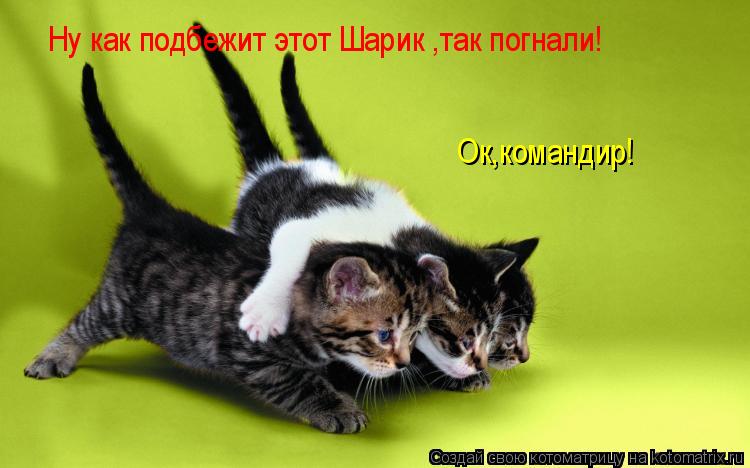 Котоматрица: Ну как подбежит этот Шарик ,так погнали! Ок,командир!