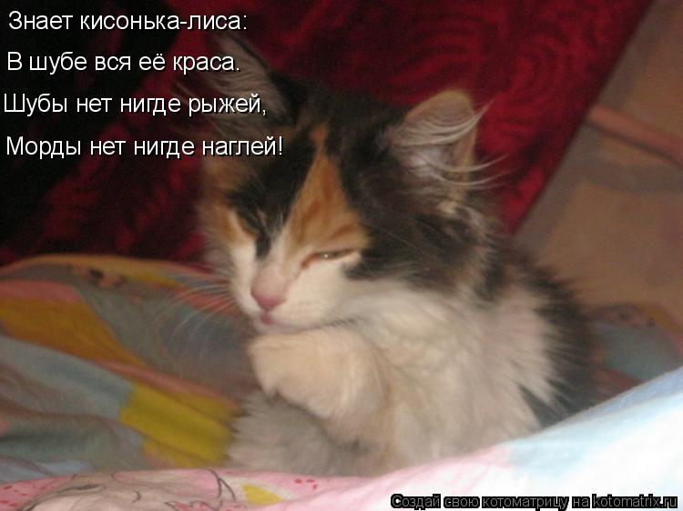 Знает кисонька-лиса: В шубе вся её краса. Шубы нет нигде рыжей, Морды нет нигде наглей!... Котоматрица: Знает кисонька-лиса: В шубе вся её краса. Шубы нет нигде рыжей, Морды нет нигде наглей!