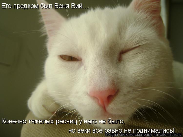 Его предком был Веня Вий.... Конечно тяжелых ресниц у него не было, но веки все равно не поднимались!... Котоматрица: Его предком был Веня Вий.... Конечно тяжелых ресниц у него не было, но веки все равно не поднимались!