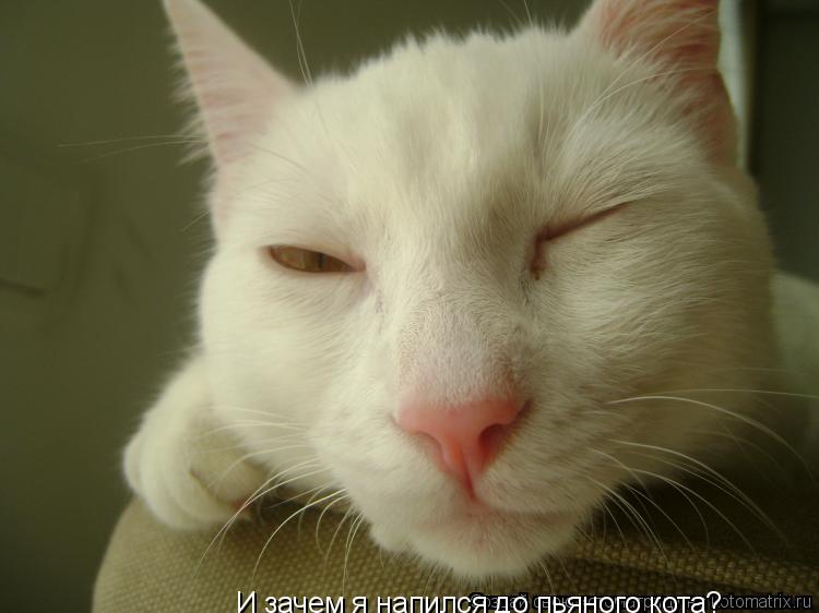 И зачем я напился до пьяного кота?... Котоматрица: И зачем я напился до пьяного кота?