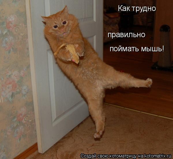 Как трудно поймать мышь! правильно... Котоматрица: Как трудно поймать мышь! правильно