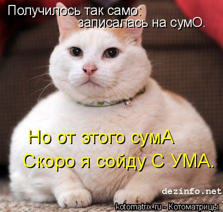 Котоматрица: Получилось так само: записалась на сумО.  Но от этого сумА Скоро я сойду С УМА.