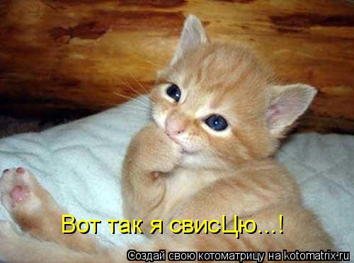 Вот так я свисЦю...!... Котоматрица: Вот так я свисЦю...!