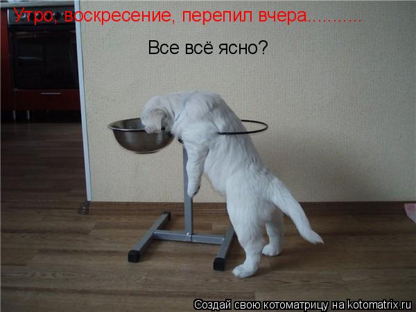 Утро, воскресение, перепил вчера........... Все всё ясно?... Котоматрица: Утро, воскресение, перепил вчера........... Все всё ясно?