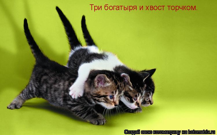 Три богатыря и хвост торчком.... Котоматрица: Три богатыря и хвост торчком.