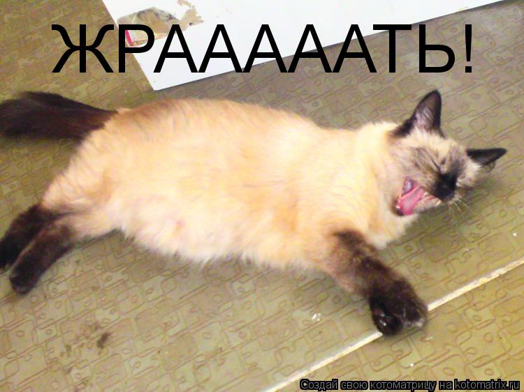 Котоматрица: ЖРАААААТЬ!