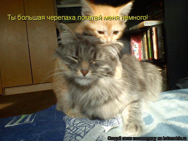 Котоматрица: Ты большая черепаха покатай меня немного!