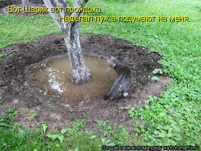Котоматрица: Вот Шарик,вот пройдоха... Наделал луж,а подумают на меня...