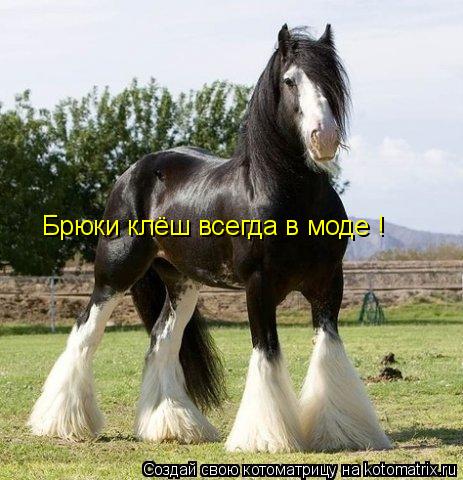 Котоматрица: Брюки клёш всегда в моде !
