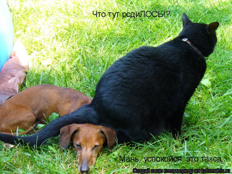 Котоматрица: Что тут родиЛОСЬ!? Мань, успокойся, это такса...