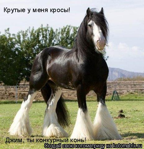 Котоматрица: Крутые у меня кросы! Джим, ты конкурный конь!