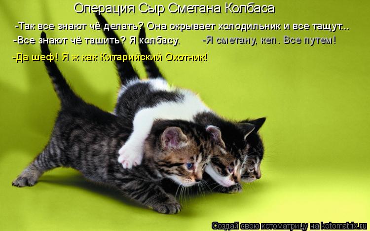 Котоматрица: Операция Сыр Сметана Колбаса -Так все знают чё делать? Она окрывает холодильник и все тащут... -Все знают чё ташить? Я колбасу. -Да шеф! Я ж как 