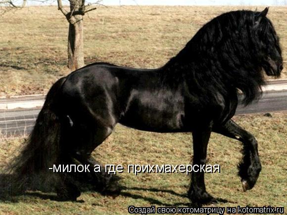 Котоматрица: -милок а где прихмахерская