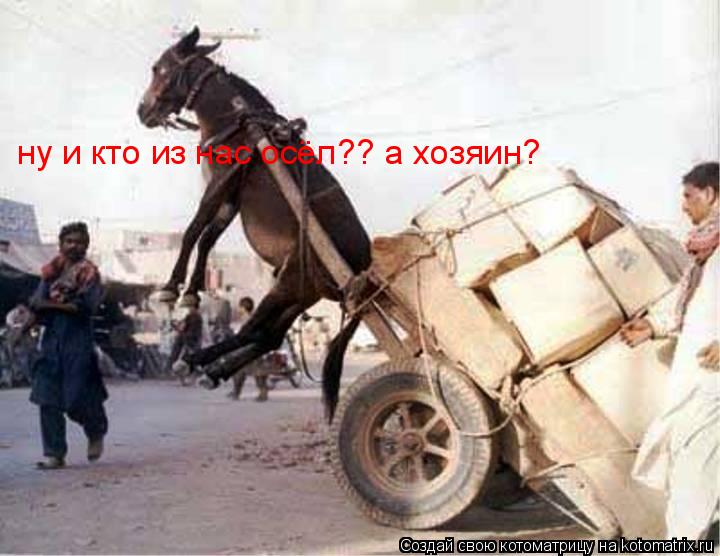 ну и кто из нас осёл?? а хозяин?... Котоматрица: ну и кто из нас осёл?? а хозяин?