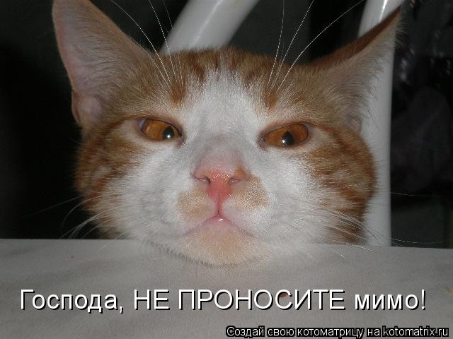 Господа, НЕ ПРОНОСИТЕ мимо!... Котоматрица: Господа, НЕ ПРОНОСИТЕ мимо!