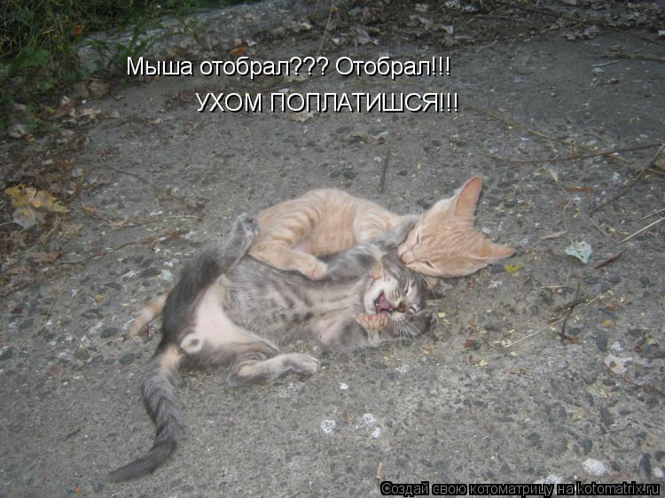 Мыша отобрал??? Отобрал!!! УХОМ ПОПЛАТИШСЯ!!!... Котоматрица: Мыша отобрал??? Отобрал!!! УХОМ ПОПЛАТИШСЯ!!!