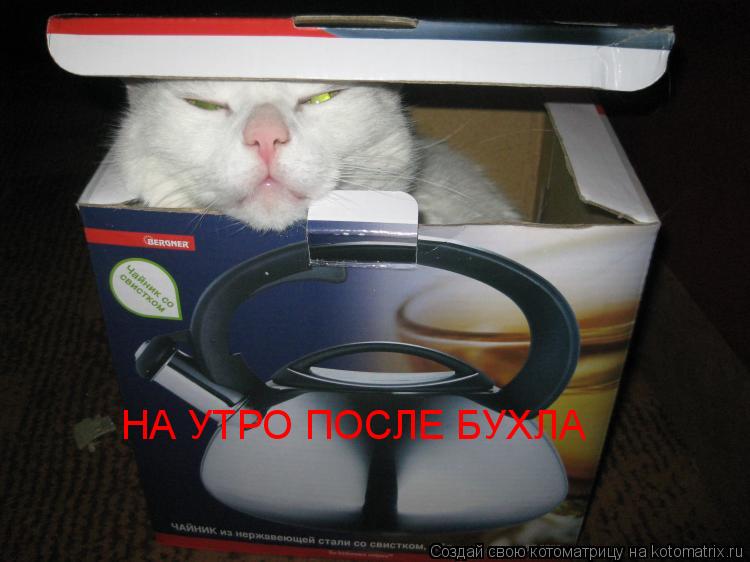НА УТРО ПОСЛЕ БУХЛА... Котоматрица: НА УТРО ПОСЛЕ БУХЛА