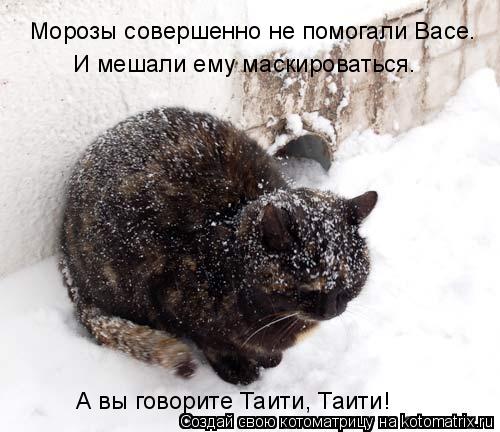 Морозы совершенно не помогали Васе. А вы говорите Таити, Таити! И мешали ему маскироваться.... Котоматрица: Морозы совершенно не помогали Васе. А вы говорите Таити, Таити! И мешали ему маскироваться.