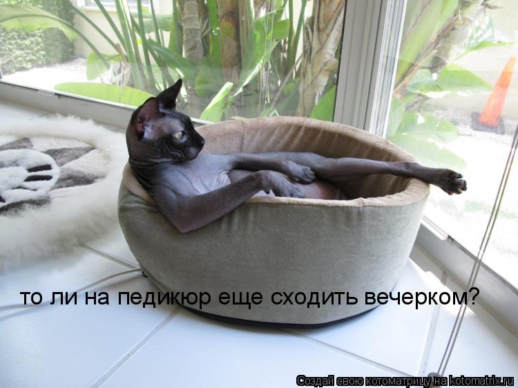 то ли на педикюр еще сходить вечерком?... Котоматрица: то ли на педикюр еще сходить вечерком?