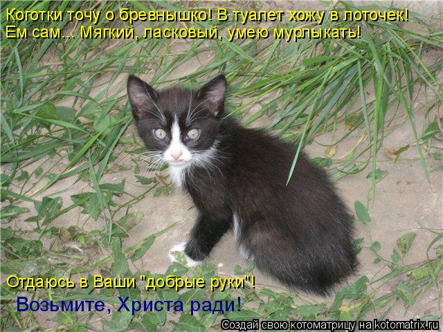 Котоматрица: Коготки точу о бревнышко! В туалет хожу в лоточек! Коготки точу о бревнышко! В туалет хожу в лоточек! Ем сам... Мягкий, ласковый, умею мурлыкат