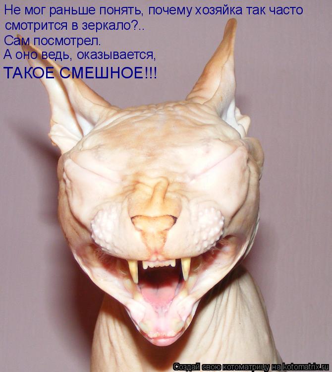 Не мог раньше понять, почему хозяйка так часто смотрится в зеркало?.. Сам посмотрел. А оно ведь, оказ... Котоматрица: Не мог раньше понять, почему хозяйка так часто смотрится в зеркало?.. Сам посмотрел. А оно ведь, оказывается, ТАКОЕ СМЕШНОЕ!!!