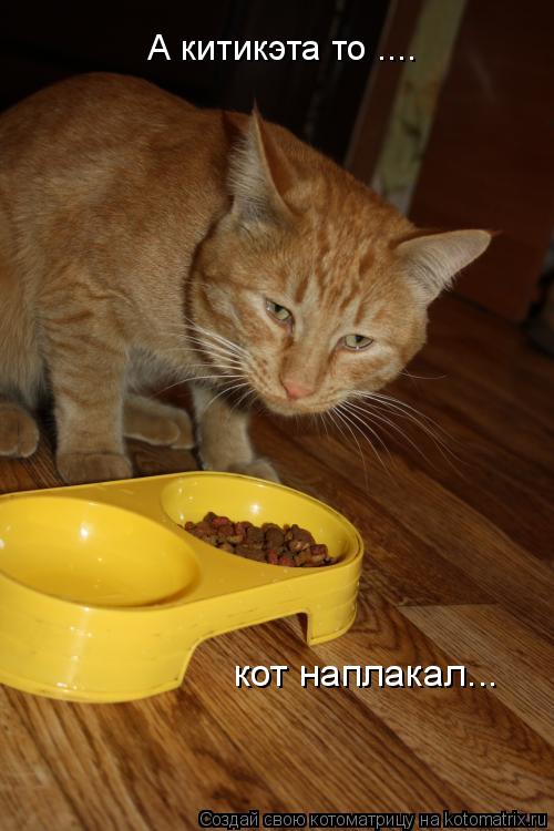 А китикэта то .... кот наплакал...... Котоматрица: А китикэта то .... кот наплакал...