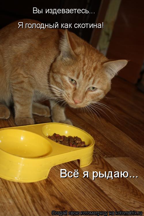 Котоматрица: Вы издеваетесь... Я голодный как скотина! Всё я рыдаю...