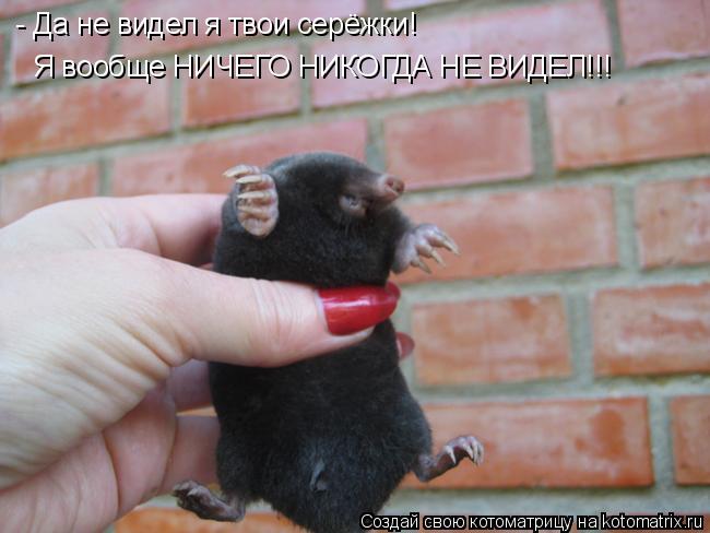 - Да не видел я твои серёжки! Я вообще НИЧЕГО НИКОГДА НЕ ВИДЕЛ!!!... Котоматрица: - Да не видел я твои серёжки! Я вообще НИЧЕГО НИКОГДА НЕ ВИДЕЛ!!!