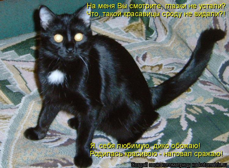 Котоматрица: На меня Вы смотрите, глазки не устали? Что, такой красавицы сроду не видали?! Родилась красивою - наповал сражаю! Я, себя любимую, дико обожаю!