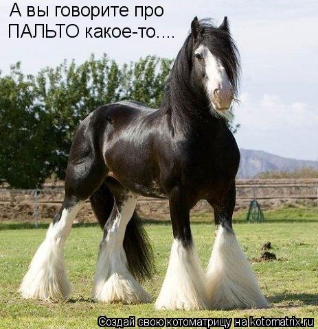 Котоматрица: А вы говорите про ПАЛЬТО какое-то....