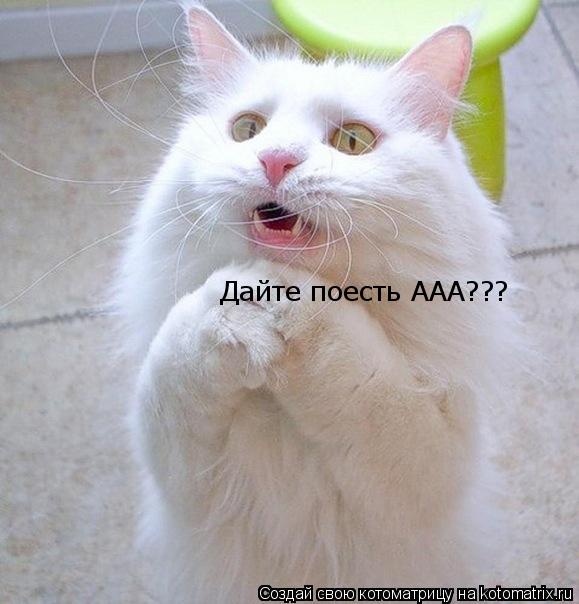 Котоматрица: Дайте поесть ААА???