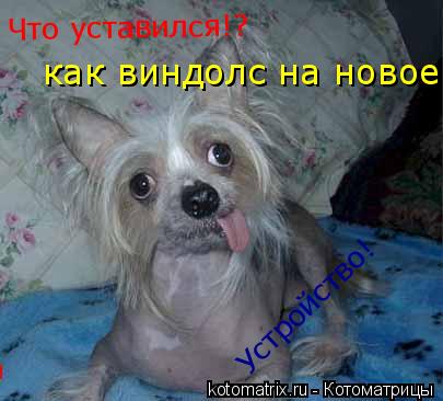 Котоматрица: как виндолс на новое  Что уставился!? Устройство!