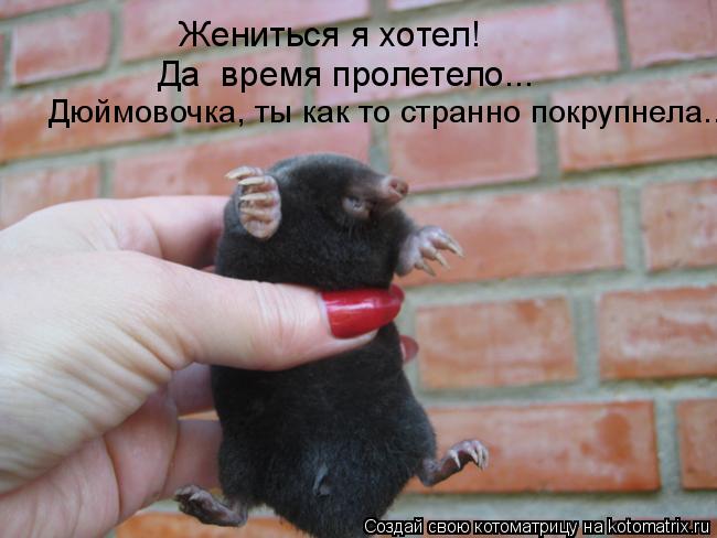 Жениться я хотел! Да время пролетело... Дюймовочка, ты как то странно покрупнела...... Котоматрица: Жениться я хотел! Да время пролетело... Дюймовочка, ты как то странно покрупнела...