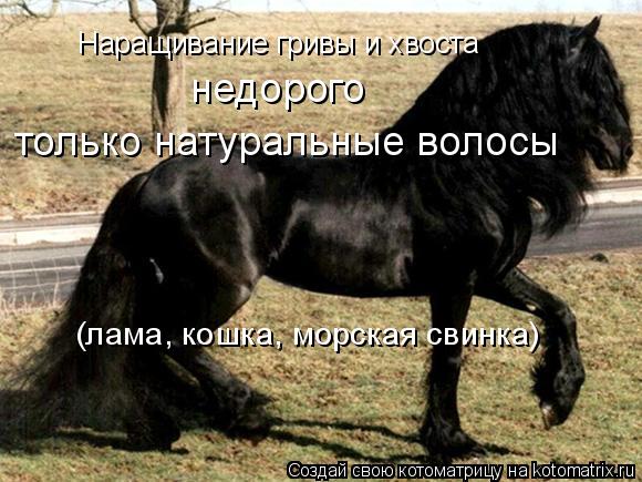 Наращивание гривы и хвоста недорого только натуральные волосы (лама, кошка, морская свинка)... Котоматрица: Наращивание гривы и хвоста недорого только натуральные волосы (лама, кошка, морская свинка)
