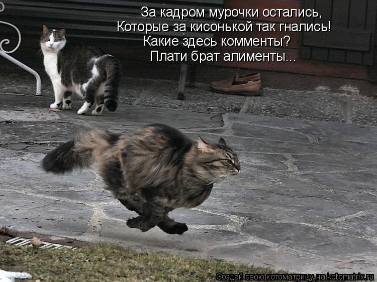 За кадром мурочки остались, Которые за кисонькой так гнались! Какие здесь комменты? Плати брат алимен... Котоматрица: За кадром мурочки остались, Которые за кисонькой так гнались! Какие здесь комменты? Плати брат алименты...