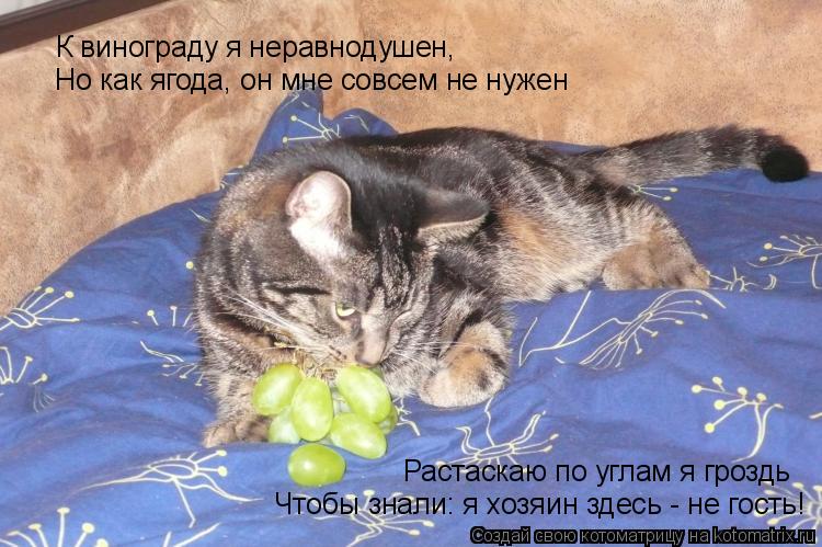 К винограду я неравнодушен, Но как ягода, он мне совсем не нужен Чтобы знали: я хозяин здесь - не гос... Котоматрица: К винограду я неравнодушен, Но как ягода, он мне совсем не нужен Чтобы знали: я хозяин здесь - не гость! Растаскаю по углам я гроздь