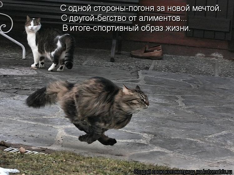 С одной стороны-погоня за новой мечтой. С другой-бегство от алиментов... В итоге-спортивный образ жиз... Котоматрица: С одной стороны-погоня за новой мечтой. С другой-бегство от алиментов... В итоге-спортивный образ жизни.
