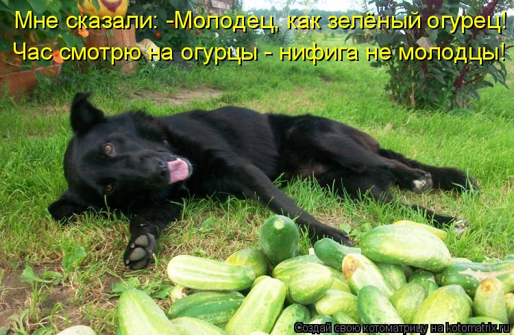 Котоматрица: Мне сказали: -Молодец, как зелёный огурец!  Час смотрю на огурцы - нифига не молодцы!