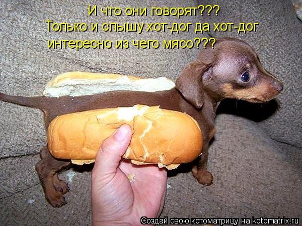 И что они говорят??? Только и слышу хот-дог да хот-дог интересно из чего мясо???... Котоматрица: И что они говорят??? Только и слышу хот-дог да хот-дог интересно из чего мясо???