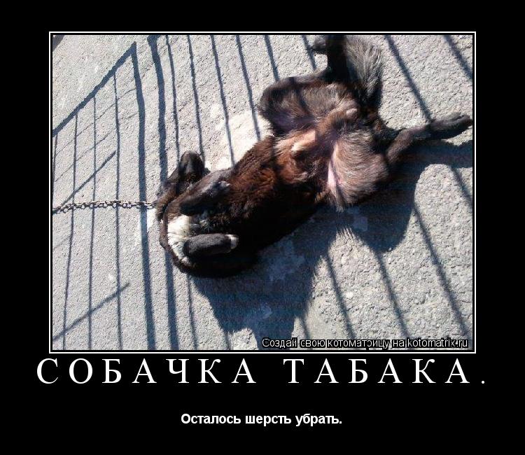 Собачка табака. Осталось шерсть убрать.... Котоматрица: Собачка табака. Осталось шерсть убрать.