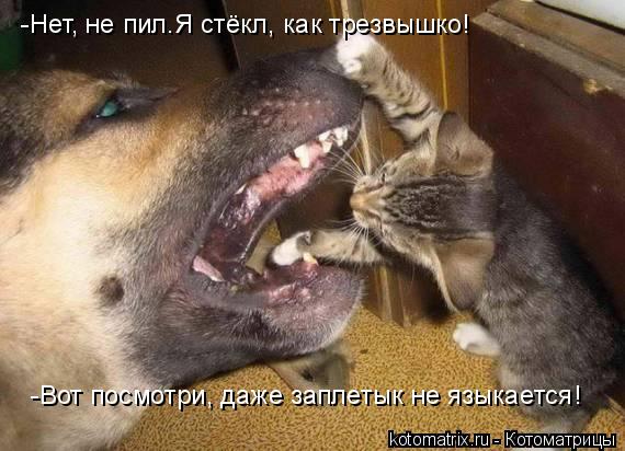 -Нет, не пил.Я стёкл, как трезвышко! -Вот посмотри, даже заплетык не языкается!... Котоматрица: -Нет, не пил.Я стёкл, как трезвышко! -Вот посмотри, даже заплетык не языкается!
