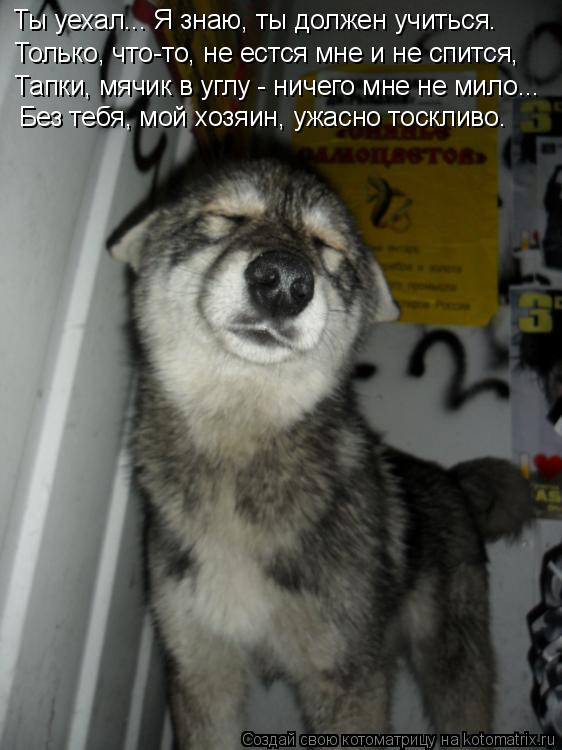 Ты уехал... Я знаю, ты должен учиться. Только, что-то, не естся мне и не спится, Тапки, мячик в углу ... Котоматрица: Ты уехал... Я знаю, ты должен учиться. Только, что-то, не естся мне и не спится, Тапки, мячик в углу - ничего мне не мило... Без тебя, мой хозяин, уж