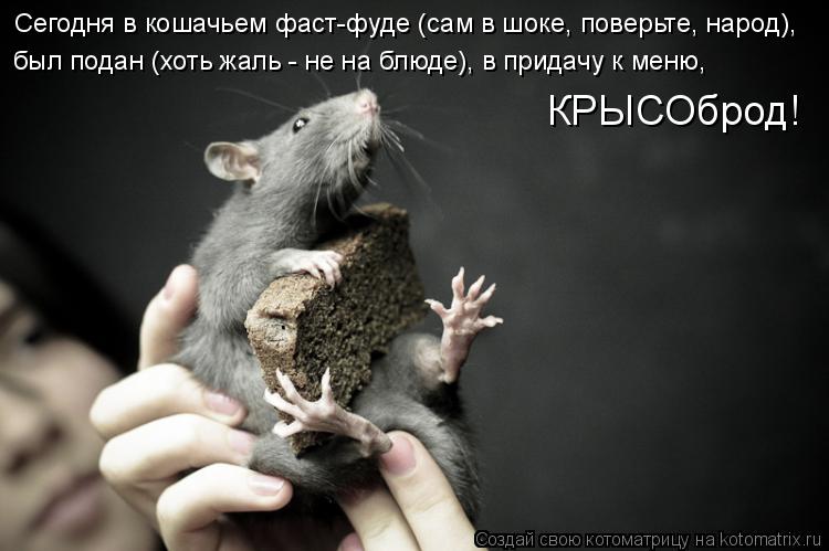 Сегодня в кошачьем фаст-фуде (сам в шоке, поверьте, народ), был подан (хоть жаль - не на блюде), в ... Котоматрица: Сегодня в кошачьем фаст-фуде (сам в шоке, поверьте, народ), был подан (хоть жаль - не на блюде), в придачу к меню, КРЫСОброд!