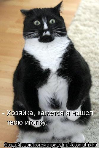 - Хозяйка, кажется я нашел твою иголку...... Котоматрица: - Хозяйка, кажется я нашел твою иголку...