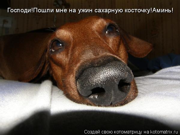 Господи!Пошли мне на ужин сахарную косточку!Аминь!... Котоматрица: Господи!Пошли мне на ужин сахарную косточку!Аминь!