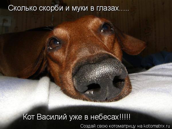 Сколько скорби и муки в глазах..... Кот Василий уже в небесах!!!!!... Котоматрица: Сколько скорби и муки в глазах..... Кот Василий уже в небесах!!!!!