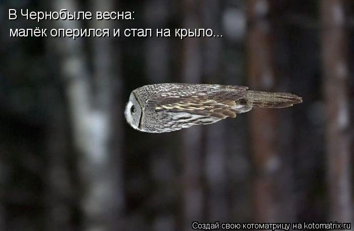малёк оперился и стал на крыло... В Чернобыле весна:... Котоматрица: малёк оперился и стал на крыло... В Чернобыле весна: