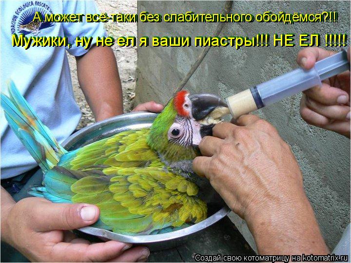 А может всё-таки без слабительного обойдёмся?!! А может всё-таки без слабительного обойдёмся?!! Мужик... Котоматрица: А может всё-таки без слабительного обойдёмся?!! А может всё-таки без слабительного обойдёмся?!! Мужики, ну не ел я ваши пиастры!!! НЕ ЕЛ !!!!! Мужи